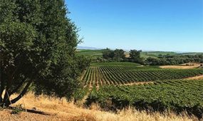 napa fields