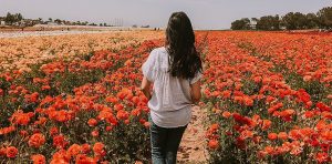 flower fields